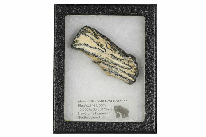 Mammoth Molar Slice With Case - South Carolina #106426